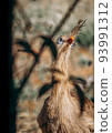 Curious Seriema bird peeking behind foliage 93991312