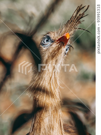 Curious Seriema bird peeking behind foliage 93991318