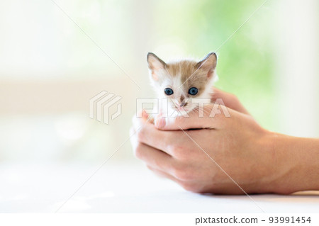 Kitten in man hands. Cat and owner. 93991454