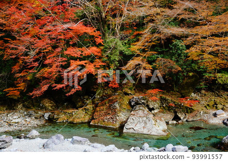 Clear stream of Niyodo River with autumn leaves, Niyodogawa-cho, Agawa-gun, Kochi Prefecture, Japan 93991557