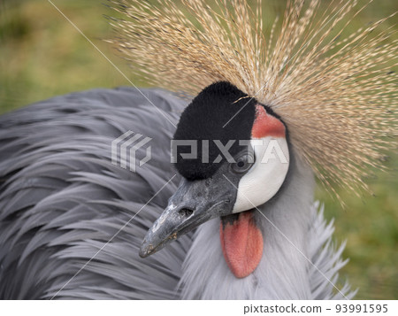 Beautiful bird, Grey Crowned Crane with blue eye and red wattle 93991595