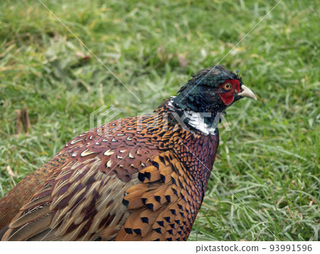 Guinea fowl walking along the green grass in the fall 93991596