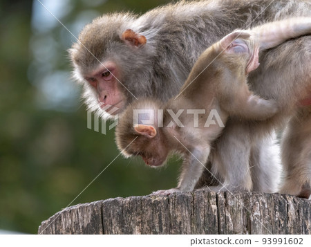 Portrait of a japanese macaque snow monkey 93991602