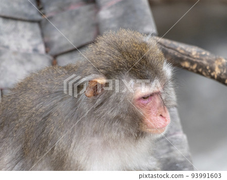 Portrait of a japanese macaque snow monkey 93991603