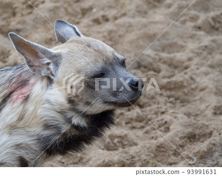 Portrait of a spotted hyena in the shade of trees Portrait of a spotted hyena in the shade of trees 93991631