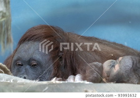 Lowland orangutan on the epic pose of solving his problems Lowland orangutan on the epic pose of solving his problems 93991632