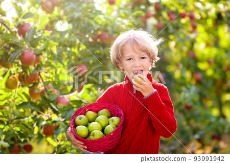 Child picking apples on farm. Fruit orchard fun. 93991942