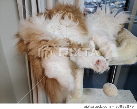 cat soles 93992879