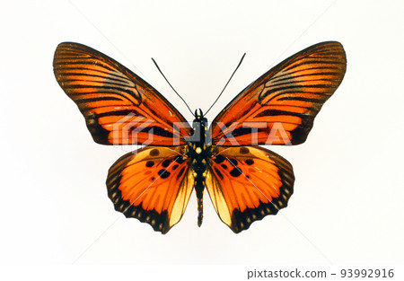 Red orange butterfly Pseudoacraea clarki isolated on white. Collection butterfly. Lepidoptera. Entomology Red orange butterfly Pseudoacraea clarki isolated on white. Collection butterfly. Lepidoptera. Entomology 93992916