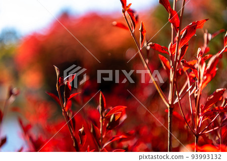 Enkianthus perulatus 秋葉秋天特寫 93993132