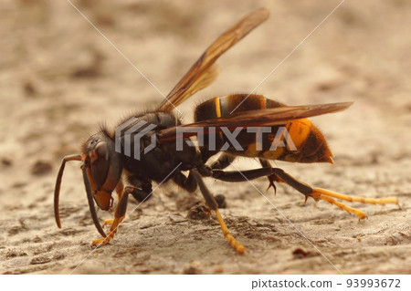 Closeup on the invasive and aggressive a dark Asian yellow-legged hornet , Vespa velutina 93993672