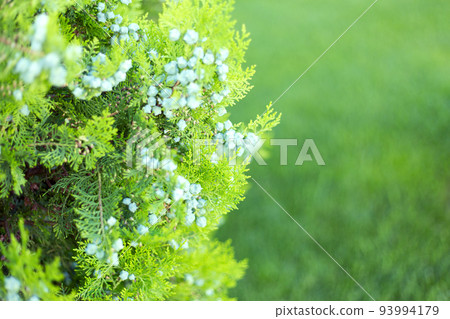 Thuja branches with cones close up background. 93994179