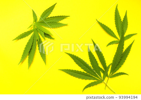 Close up fresh cannabis leaves frame on a yellow background 93994194
