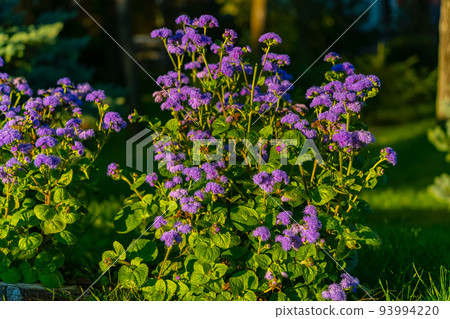 Purple flowers in the city park.  93994220