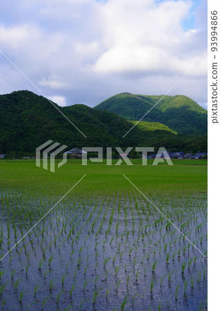 Rice field in early summer Rice field after rice planting Japanese landscape Rural landscape Rice field in early summer Rice field after rice planting Japanese landscape Rural landscape 93994866