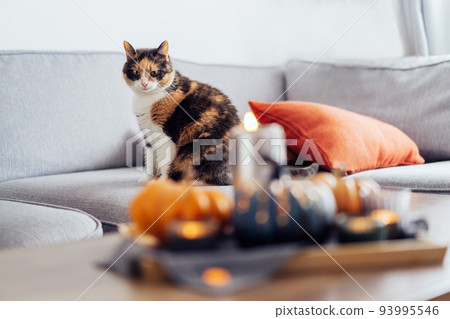 Sitting cat on the couch with blurred autumn, fall composition for hygge home decor. Pumpkins, burning candles on tray on the coffee table in the living room. Home cozy mood. Selective focus. Sitting cat on the couch with blurred autumn, fall composition for hygge home decor. Pumpkins, burning candles on tray on the coffee table in the living room. Home cozy mood. Selective focus. 93995546