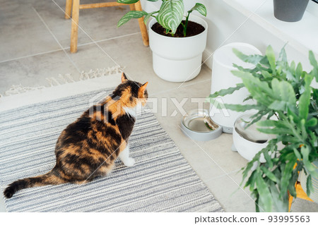 Well-fed multicolor cat waiting for food near smart feeder gadget with water fountain and dry food dispenser in cozy home interior. Home life with pet. Healthy pet food diet concept. Selective focus 93995563