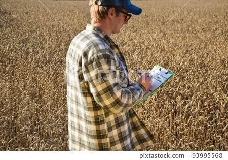 Agronomist checking quality harvest at agricultural field at sunrise 93995568