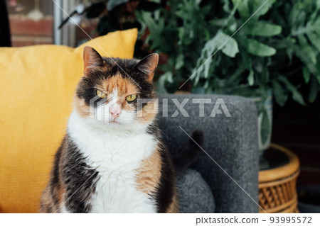 Portrait of pleased but serious, well-fed, lazy multicolor cat sitting on the couch and having a rest at home. Funny fluffy cat in cozy home atmosphere. Selective focus, copy space 93995572