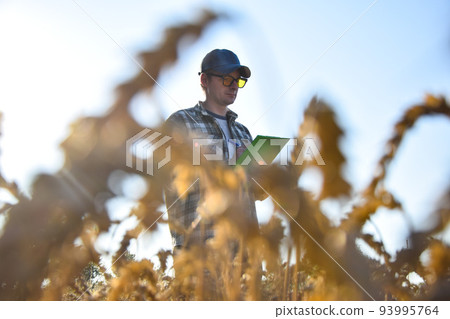 Agronomist checking quality harvest at agricultural field at sunrise Agronomist checking quality harvest at agricultural field at sunrise 93995764