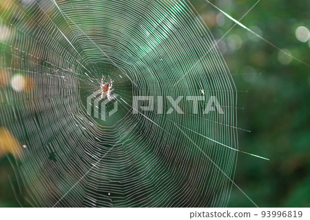 Spider web in sunny forest. Spiral orb web in focus with spider in the center. Beautiful macro picture of a spider's web in a forest Spider web in sunny forest. Spiral orb web in focus with spider in the center. Beautiful macro picture of a spider's web in a forest 93996819