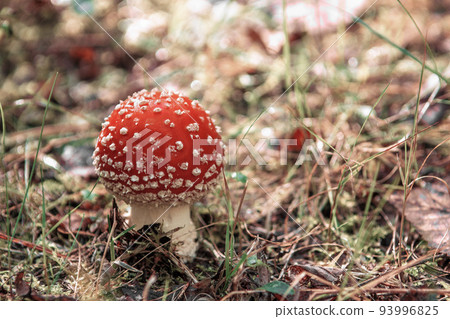 red fly agaric mushroom in the forest. Sunny view of fly agaric mushrooms in a forest red fly agaric mushroom in the forest. Sunny view of fly agaric mushrooms in a forest 93996825