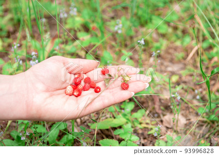 female palm with wild strawberries. Just picked wild strawberries in the hands of a woman. female palm with wild strawberries. Just picked wild strawberries in the hands of a woman. 93996828