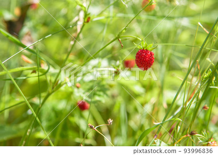 Wild strawberries bush in a summer forest decor - Bush of wild strawberries in their natural environment, on a sunny day of summer, with sun rays falling on the berries. Wild strawberries bush in a summer forest decor - Bush of wild strawberries in their natural environment, on a sunny day of summer, with sun rays falling on the berries. 93996836