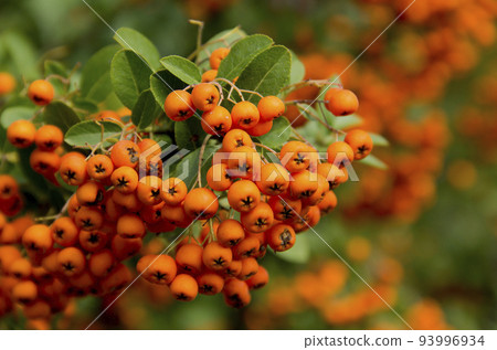 orange colored Pyracantha fruit close up on the bush. 93996934