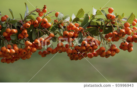 orange colored Pyracantha fruit close up on the bush. 93996943