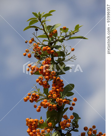 orange colored Pyracantha fruit close up on the bush. 93996957