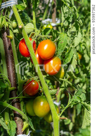 Beautiful red ripe heirloom tomatoes grown in a greenhouse. Gardening tomato photograph with copy space. Shallow depth of field 93997362