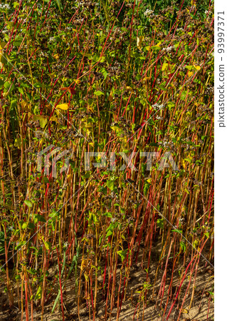Ripe buckwheat plants on the field. Selective focus. Shallow depth of field 93997371
