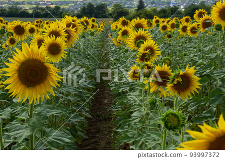 Sunflowers are Growing on the Big field. Wonderful panoramic view field of sunflowers by summertime. Long rows of nice yellow sunflower in the field under the blue sky. Black sunflower seeds 93997372