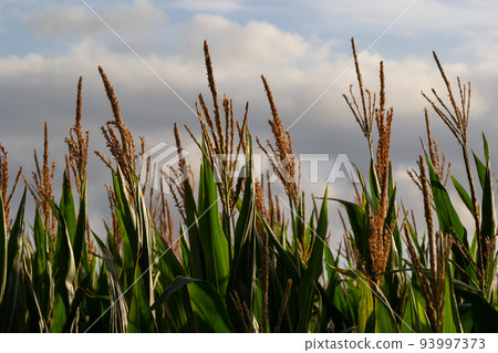 close up Corn field in the countryside, The larvae are not harvested, Many yong maize grown for harvest to sell to food factory 93997373