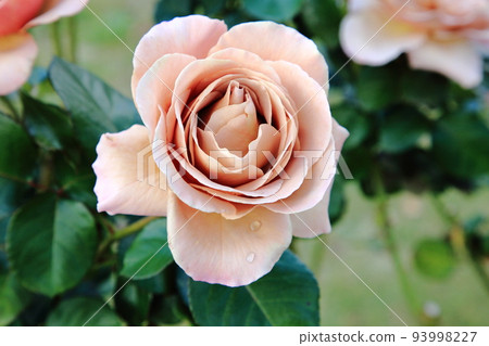 rose, roses, botanic - Stock Photo [93998227] - PIXTA