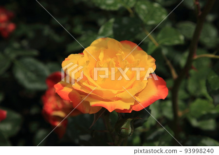 玫瑰玫瑰 93998240