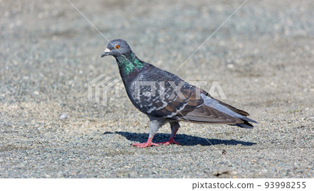 Pigeons Pigeons 93998255