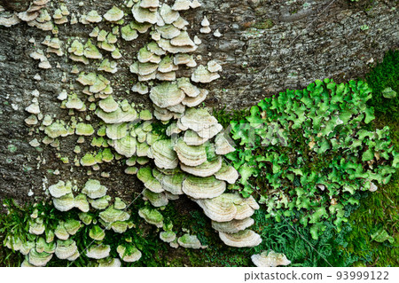 wood mushrooms, moss and lichens on tree bark, background, texture 93999122