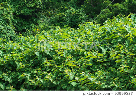 natural background, landscape - forest edge, foliage of shrubs and trees 93999587
