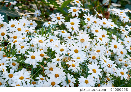 White daisies growing in a spring garden. Nature landscape of many bright, beautiful Marguerite flowers in a park. Gardening perennial plants for outside, backyard decoration or park landscaping 94000968