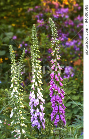 Beautiful flowers growing in a backyard garden in summer. Purple foxgloves blooming and opening up in a nature park or on a field in spring. Digitalis purpurea plants blossoming in the countryside 94000969