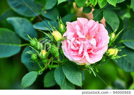 Colorful pink flowers growing in a garden. Closeup of great maidens blush roses or rosa alba incarnata with bright petals blooming and blossoming in nature on a sunny day in spring from above 94000988