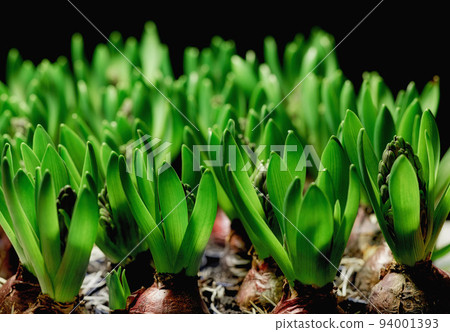 Many green common hyacinth herb plants isolated on dark background. Closeup of ornamental, herbal flowers that grow in gardens, parks or backyards in horticulture for its fragrant scent or perfumes 94001393
