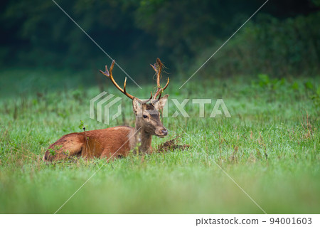 Red deer lying on green grassland in autumn nature 94001603