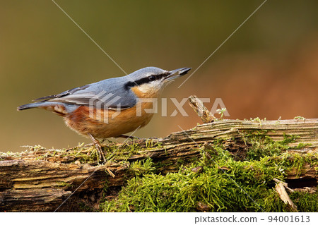 Eurasian nuthatch resting on mossed wood in autumn 94001613