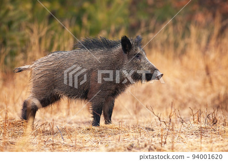 Wet wild boar with long hair on back looking aside on a meadow with yellow grass 94001620
