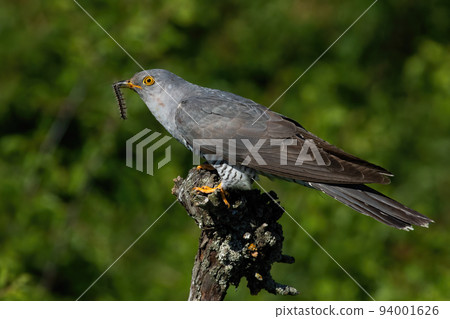 Common cuckoo holding caterpillar in beak in summer 94001626