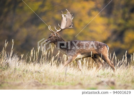 Fallow deer walking on dry meadow in autumn nature 94001629