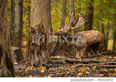 Fallow deer roaring in colorful woodland in autumn 94001642